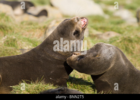 Juvenile Männchen nördlichen Seebären spielen kämpfen, St. Paul Island, Alaska, Sommer Stockfoto