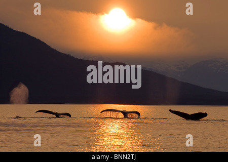 Eine Gruppe von Buckelwale Tauchen Sie ein in die Inside Passage wie die Sonne hinter den Bergen auf Admiralty Island, Alaska setzt. Stockfoto