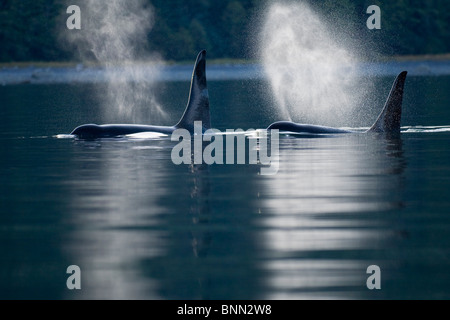 Orca Wale Ausatmen (Schläge), wie sie Oberflächen in Alaskas Inside Passage, Alaska Stockfoto