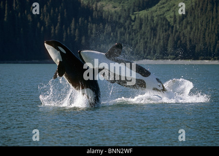 Doppelte Verletzung Orcas Bainbridge Passage Prinz-William-Sund Alaska Sommer Yunan Stockfoto