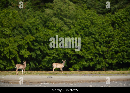 Reh und Rehkitz Sitka schwarz-angebundene Rotwild in der Nähe von Erle in Boswell Bay, Hinchinbrook Island, Prince William Sound, Alaska Stockfoto