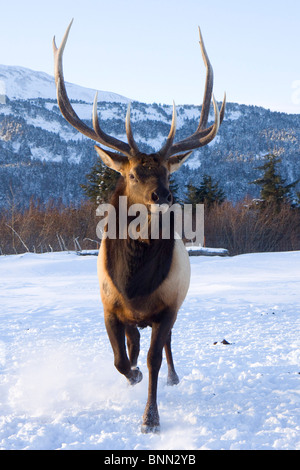 CAPTIVE Roosevelt Elk Bull laden im Winter im Alaska Wildlife Conservation Center, Alaska Stockfoto