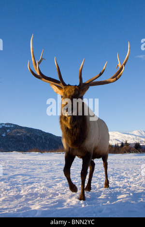 CAPTIVE Roosevelt Elk Bull laden im Winter im Alaska Wildlife Conservation Center, Alaska Stockfoto