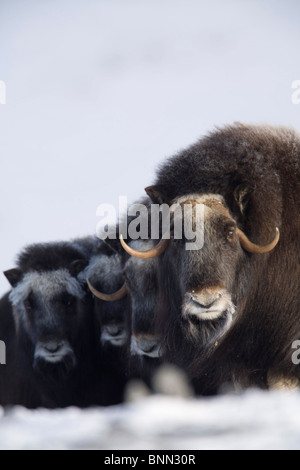 Moschusochsen Kühe & Kälber in einer defensiven Aufstellung während des Winters auf der Seward-Halbinsel in der Nähe von Nome, Alaska Arktis Stockfoto