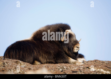 Moschusochsen Kuh auf gefrorene Tundra Grat im Winter auf der Seward-Halbinsel in der Nähe von Nome, Alaska Arktis gebettet Stockfoto