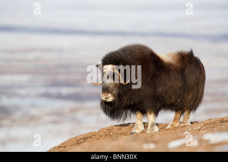 Weibliche Moschusochsen auf einer windgepeitschten Anhöhe im Winter auf der Seward-Halbinsel in der Nähe von Nome, Arktis, Alaska Stockfoto