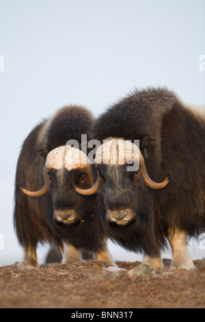 Moschusochsen Bullen auf windigen Grat im Winter auf der Seward-Halbinsel in der Nähe von Nome, Alaska Arktis Stockfoto