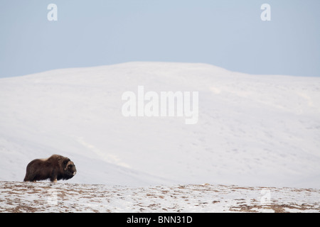 Moschusochsen Bull stehende Breitseite auf gefrorene Tundra im Winter auf der Seward-Halbinsel in der Nähe von Nome, Alaska Arktis Stockfoto