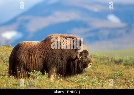 Moschusochsen Stier stehend auf Tundra im Spätsommer auf der Seward-Halbinsel in der Nähe von Nome, Alaska Arktis Stockfoto