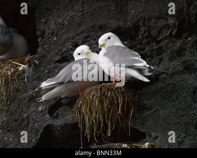 Nahaufnahme der rotbeinige Dreizehenmöwen in ihrem Nest, Sommer, St.-Paul-Insel, Alaska Stockfoto