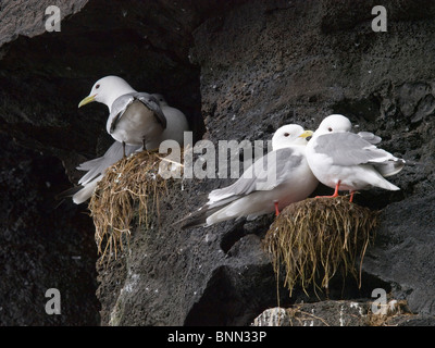 Nahaufnahme der rotbeinige Dreizehenmöwen in ihrem Nest, Sommer, St.-Paul-Insel, Alaska Stockfoto