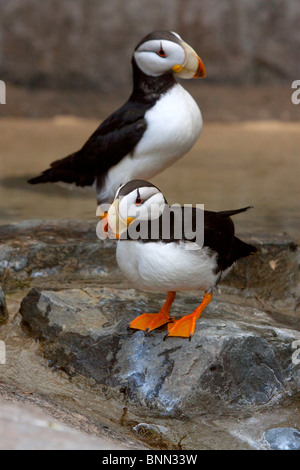 CAPTIVE paar gehörnten Papageientaucher im Sommer Paarung Gefieder Seward im Alaska Sealife Center Stockfoto