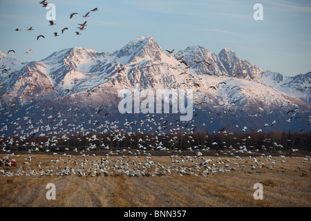 Eine große Herde von Schneegänsen ausziehen aus einem Feld in der Nähe von Springer Loop Road in Palmer, Alaska Stockfoto