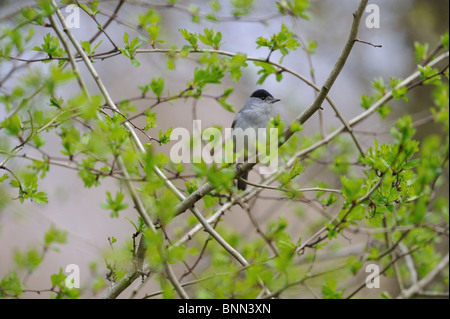 Männliche Mönchsgrasmücke (Sylvia Atricapilla) thront auf einem Baum im Frühling Stockfoto