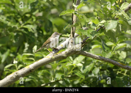 Männliche common Whitethroat (Sylvia Communis) thront auf einem Baum im Frühling Stockfoto