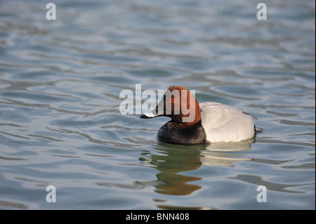 Männliche gemeinsame Tafelenten (Aythya 40-jähriger) schwimmen am Genfer See im Winter - Schweiz Stockfoto