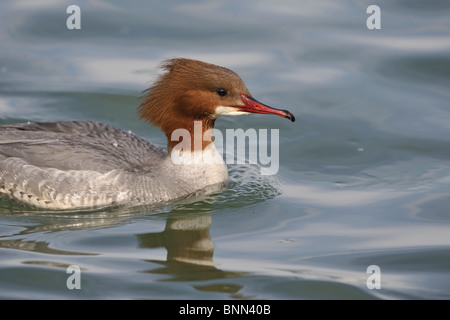 Weiblicher Gänsesäger (Mergus Prototyp) schwimmen am Genfer See im Winter - Schweiz Stockfoto