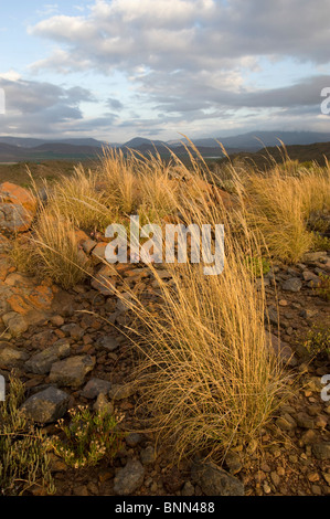 Eine Ansicht der Klein Karoo in Südafrika Stockfoto