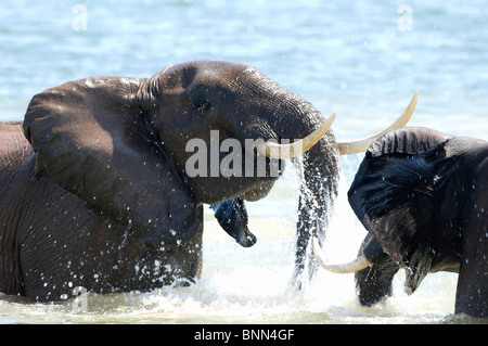 Afrikanische Elefanten Loxodonta Africana Schwimmen im Lake Kariba Simbabwe Stockfoto