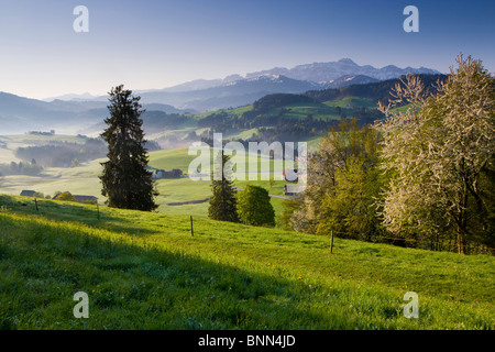 Säntisblick Schweiz Kanton Appenzell Ausserrhoden Aussichtspunkt Berge Alpstein Sänits Bäume blühenden Kirschbaumholz Stockfoto