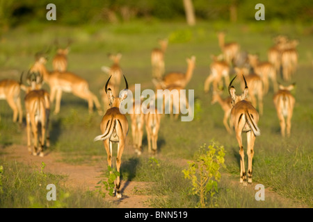 Impala Aepycerus Melampus Herde in Lake Kariba Matusadona Nationalpark Simbabwe Stockfoto
