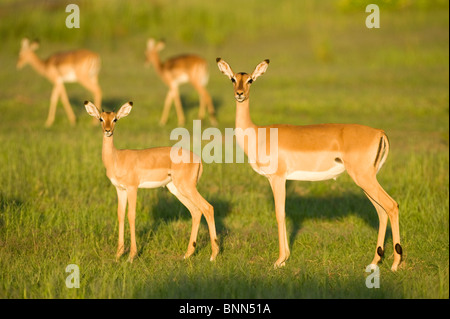 Impala Aepycerus Melampus Herde in Lake Kariba Matusadona Nationalpark Simbabwe Stockfoto