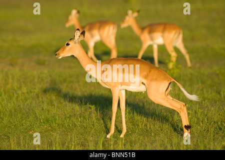 Impala Aepycerus Melampus Herde in Lake Kariba Matusadona Nationalpark Simbabwe Stockfoto