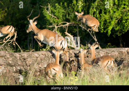 Impala Aepycerus Melampus Herde in Lake Kariba Matusadona Nationalpark Simbabwe Stockfoto