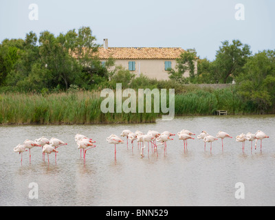 Herde von Flamingos am Vogelschutzgebiet in der Camargue, Südfrankreich Stockfoto