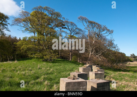 WW2 Panzerfallen an einem Strand in Tyninghame, East Lothian, Schottland Stockfoto