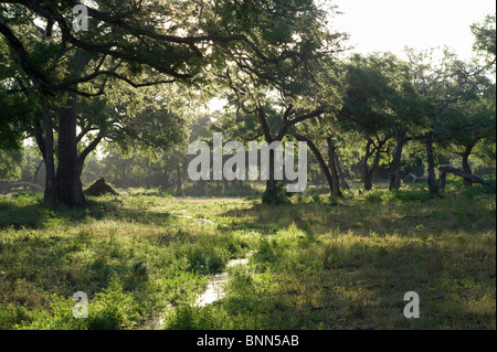 Atemberaubende Landschaft Simbabwes Mana Pools National Park Stockfoto