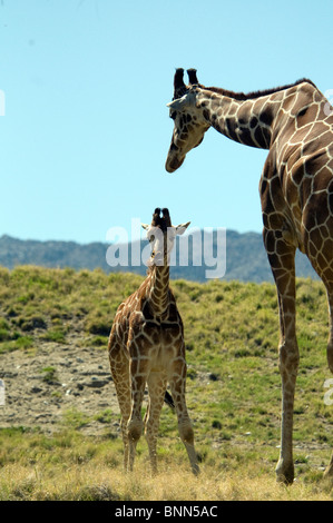 Giraffe die somalische Giraffe retikuliert Giraffe Giraffa Plancius Reticulata baby Natur Tiere im freien Kalb jung Stockfoto