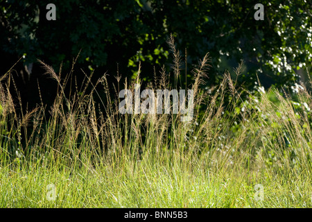 Atemberaubende Landschaft Simbabwes Mana Pools National Park Stockfoto