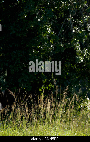 Atemberaubende Landschaft Simbabwes Mana Pools National Park Stockfoto