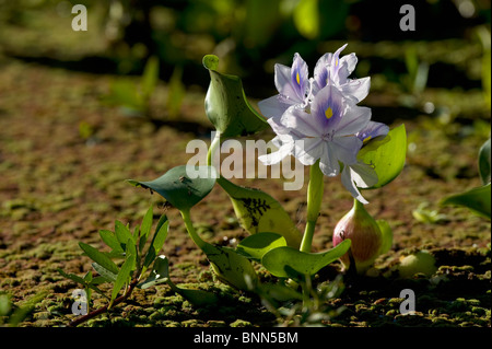 Atemberaubende Landschaft Simbabwes Mana Pools National Park Stockfoto