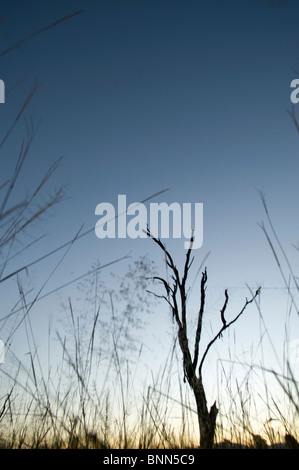 Atemberaubende Landschaft Simbabwes Mana Pools National Park Stockfoto