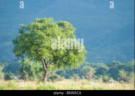 Atemberaubende Landschaft Simbabwes Mana Pools National Park Stockfoto