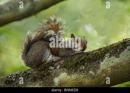 Ein Grauhörnchen auf einem bemoosten Ast eines Baumes mit gedeckten Tönen im Hintergrund hinlegen. Stockfoto