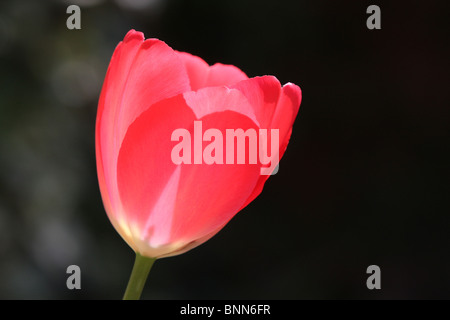 Eine einzelne rosa Tulpe die Hintergrundbeleuchtung auf einem schattigen Hintergrund ist Stockfoto