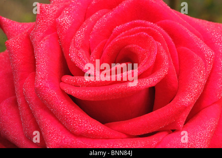 Nahaufnahme von roten Rose mit Regentropfen auf Blütenblätter Stockfoto