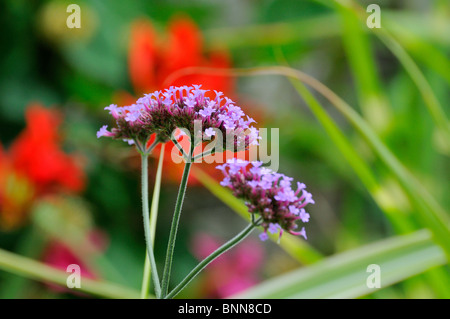 Nahaufnahme von Verbena Bonariensis Blume Stockfoto