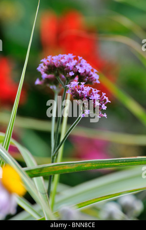 Nahaufnahme von Verbena Bonariensis Blume Stockfoto