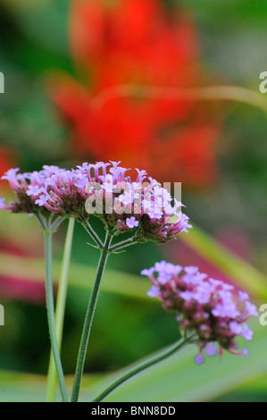 Nahaufnahme von Verbena Bonariensis Blume Stockfoto