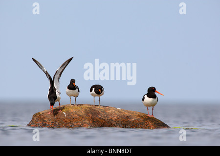 Austernfischer (Haematopus Ostralegus) Familie auf dem Stein. Sommer 2010 Stockfoto