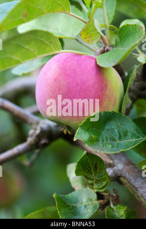 Malus Domestica. Apple' Vista Belle" auf einem Baum Stockfoto