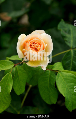 "Sweet Juliet' (Ausleap), ein duftender Strauch Englisch mit Aprikose-Blütenfarbe von David Austin Rose stieg. Stockfoto