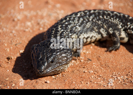 Ein Shingleback (Tiliqua Rugosa Palarra) sonnen sich auf rotem Sand auf Peron Halbinsel, Shark Bay World Heritage Area, West-Australien. Stockfoto