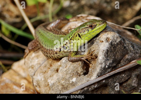 Eidechse Eidechsen Balkan Mauereidechse Podarcis Tauricus Ionicus Reptil Reptilien Gesamtansicht geschützt Griechenland Griechisch Balkan Skala Stockfoto