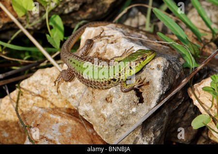 Eidechse Eidechsen Balkan Mauereidechse Podarcis Tauricus Ionicus Reptil Reptilien Gesamtansicht geschützt Griechenland Griechisch Balkan Skala Stockfoto