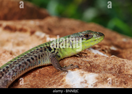 Eidechse Eidechsen Balkan Wand Eidechse Podarcis Tauricus Ionicus Reptil Reptilien Portrait geschützt Griechenland Griechisch Balkan Skala Stockfoto